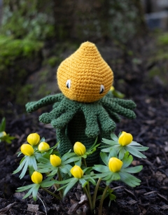 Winter Aconite