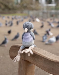 Dora the Wood Pigeon